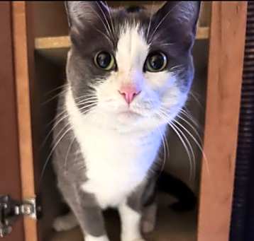 Photo of Dinky