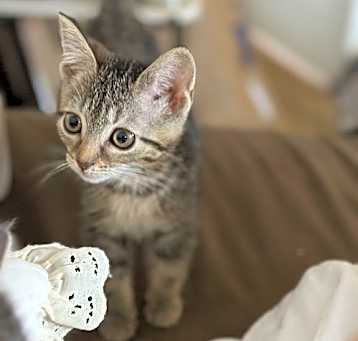 Photo of Phoebe