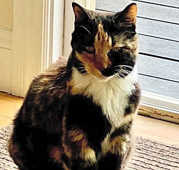 Photo of Kicia