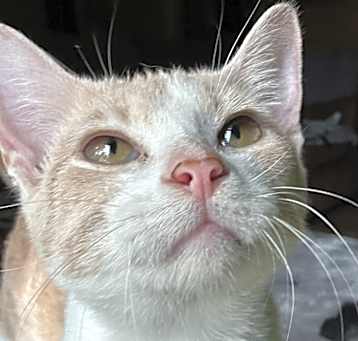 Photo of Gordis