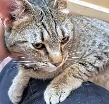 Photo of Sheba