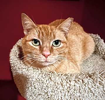Photo of Peaches