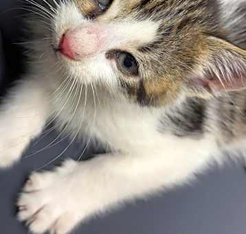 Photo of Meeko