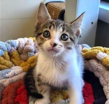 Photo of Rumble