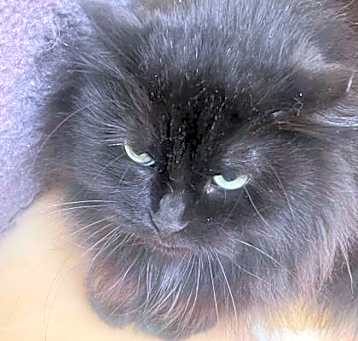 Photo of Sheba