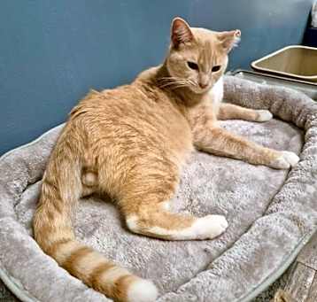 Photo of Hennessy
