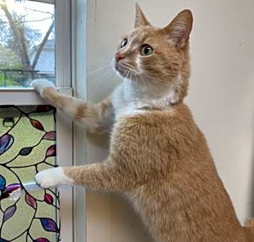Photo of Otis-Indoor/Outdoor