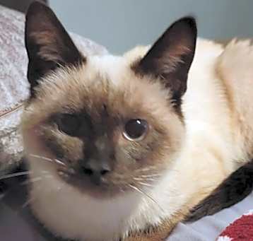 Photo of Whisper