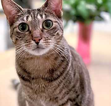 Photo of Cookie
