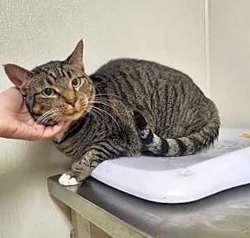 Photo of Whisker
