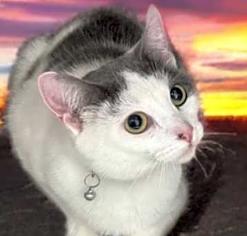Photo of Cupcake
