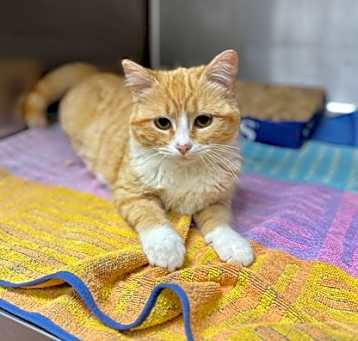 Photo of Copper
