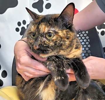 Photo of Dahlia