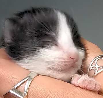 Photo of Mouse