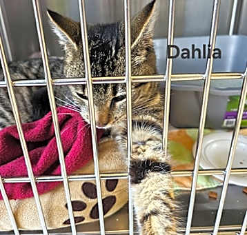 Photo of Dahlia