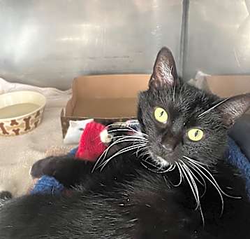 Photo of BOOTSIE