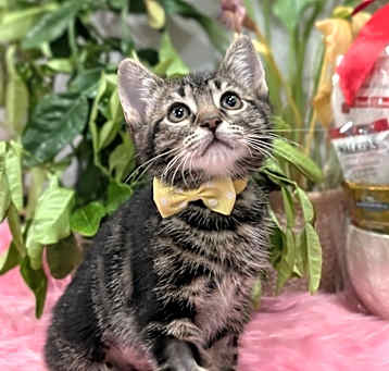 Photo of Mocha