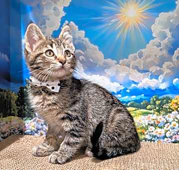 Photo of Fudge