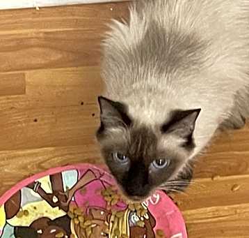 Photo of Mocha,
