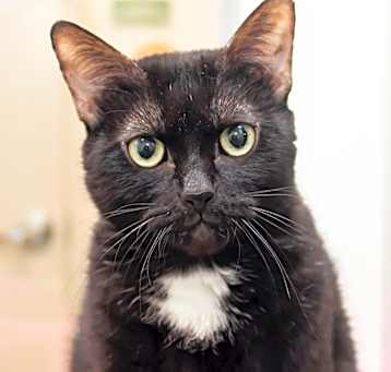 Photo of Midnight 