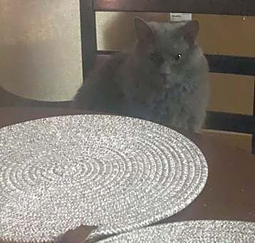 Photo of Kahlua