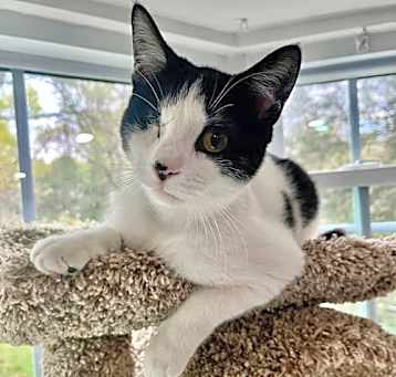 Photo of Smoky