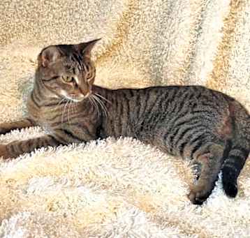 Photo of Tiger