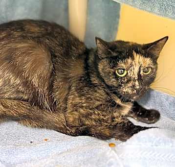Photo of Melina (C49)