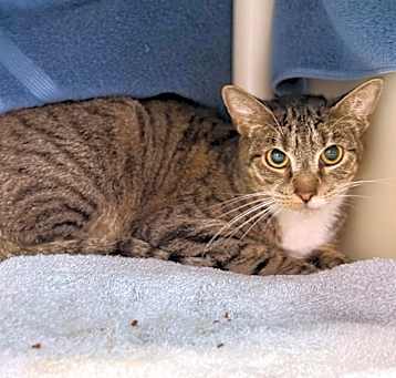 Photo of Scrappy (C62)