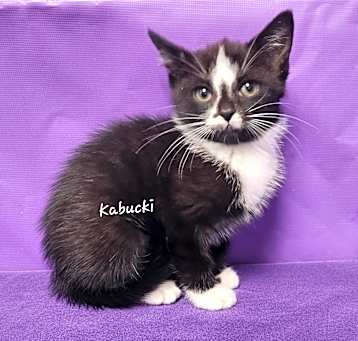 Photo of Kabuki