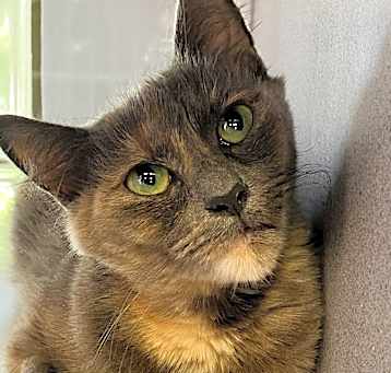 Photo of Jovie