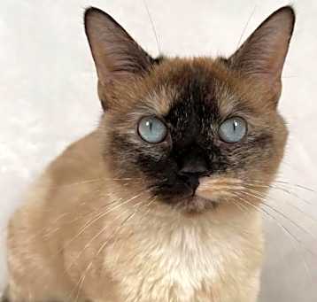 Photo of Mojito