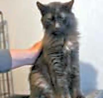 Photo of Lucy