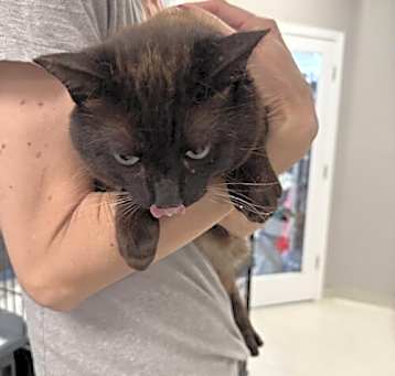 Photo of Cookie