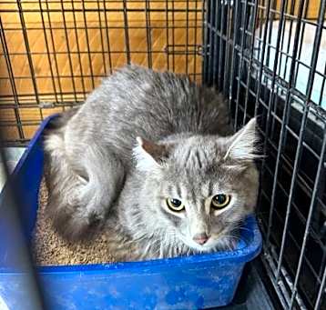 Photo of Nermal