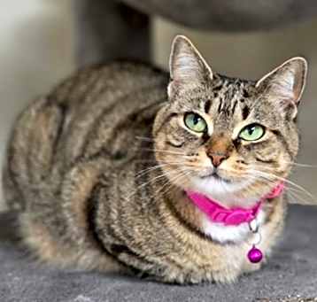 Photo of Coco
