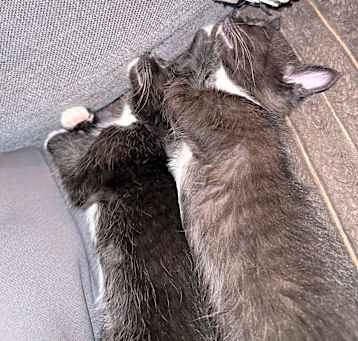 Photo of Domino/ Simon