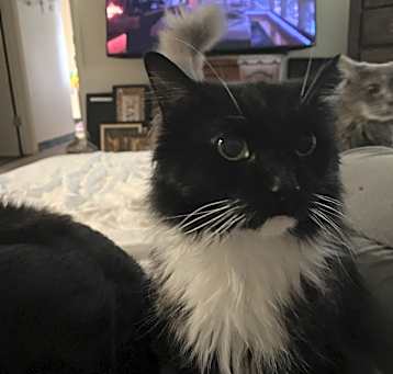 Photo of Luna