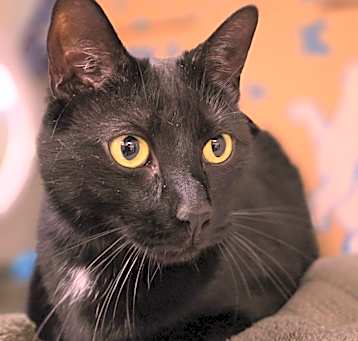 Photo of Chico (Petco)
