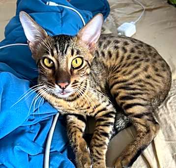Photo of Benji