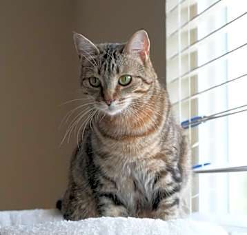 Photo of Meow-meow