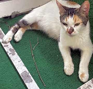 Photo of Nyla