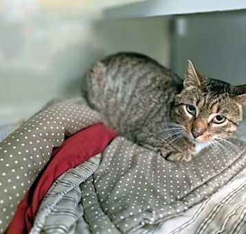 Photo of Beans