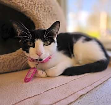Photo of Pepper