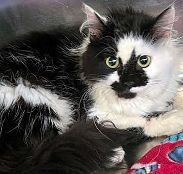 Photo of Bristol - Long Haired Tux in foster care