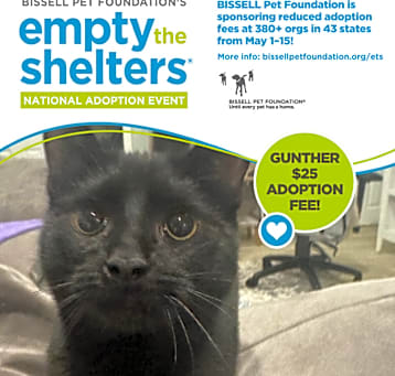 Photo of Gunther - $25 Bissell Sponsored Adoption Fee!