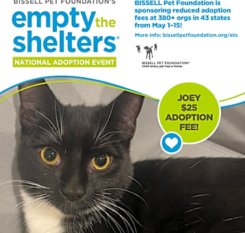 Photo of Joey - $25 Bissell Sponsored Adoption Fee!