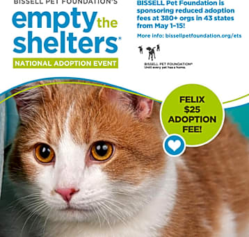 Photo of Felix -$25 Bissell Sponsored Adoption Fee!