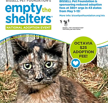 Photo of Octavia- $25 Bissell Sponsored Adoption Fee!