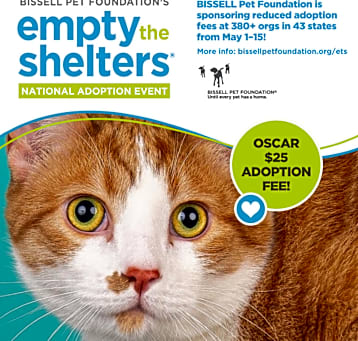 Photo of Oscar - $25 Bissell Sponsored Adoption Fee!